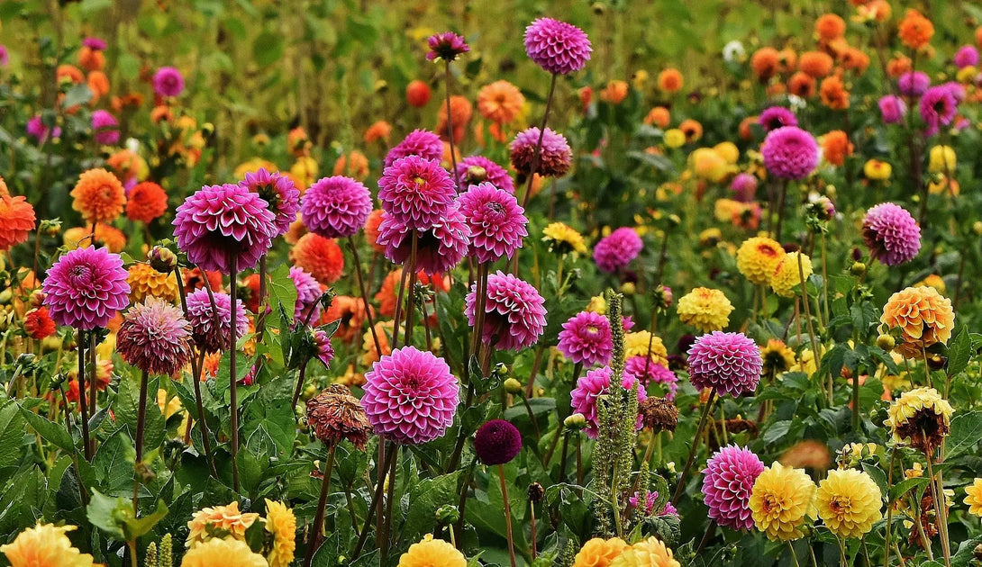 Bloom of the Week: Dahlia - Darby Creek Trading