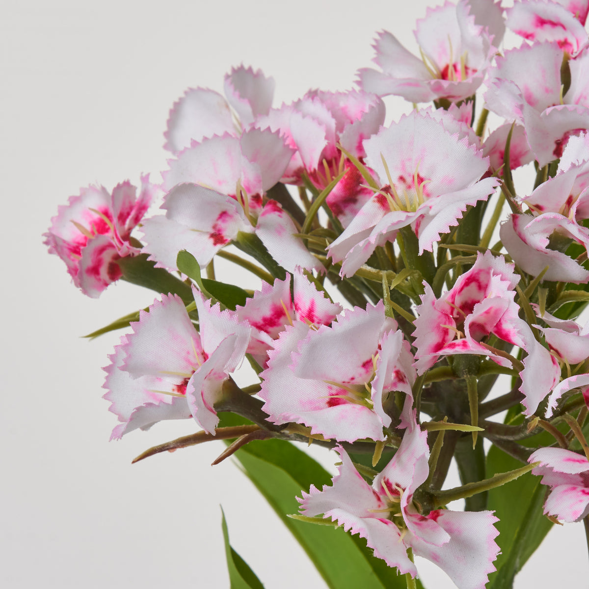 FLWSTM1790Pink_WhiteDianthusWi