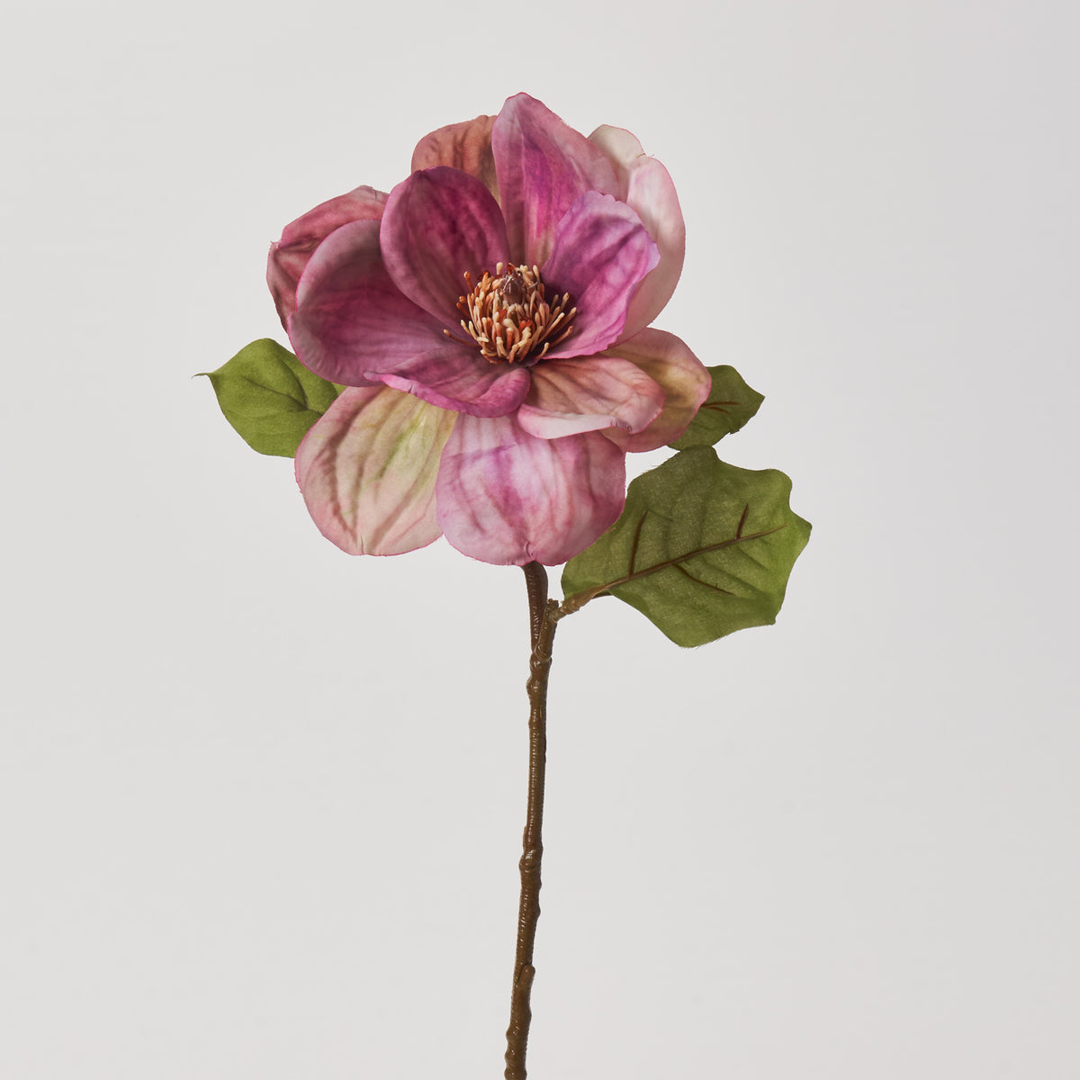 Bibiy MAGNOLIA Pink ピンク Amazon.com : Jane Magnolia Tree Live Plant, Pink Tulip