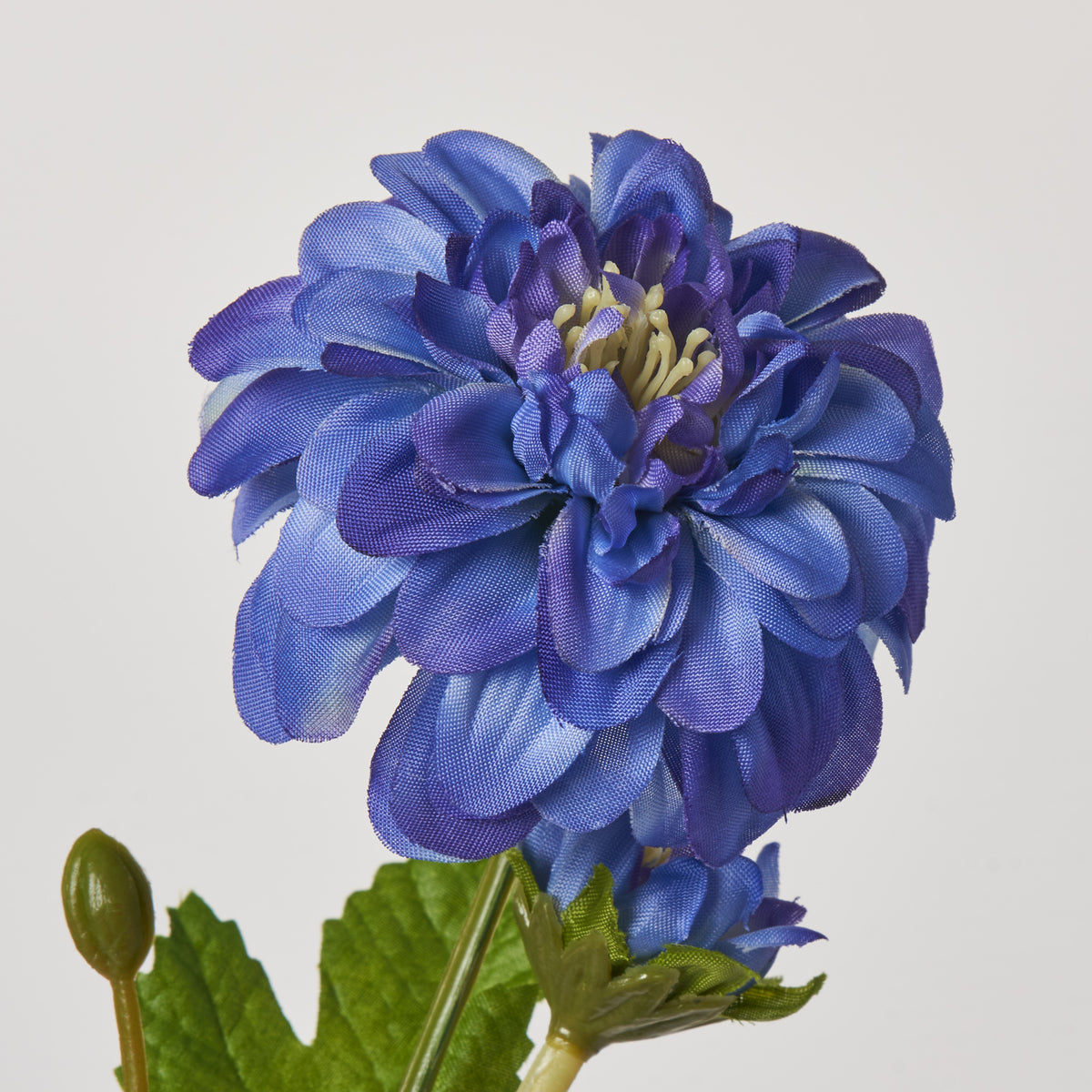 FLWSTM2351RoyalBlueMiniDahliaS