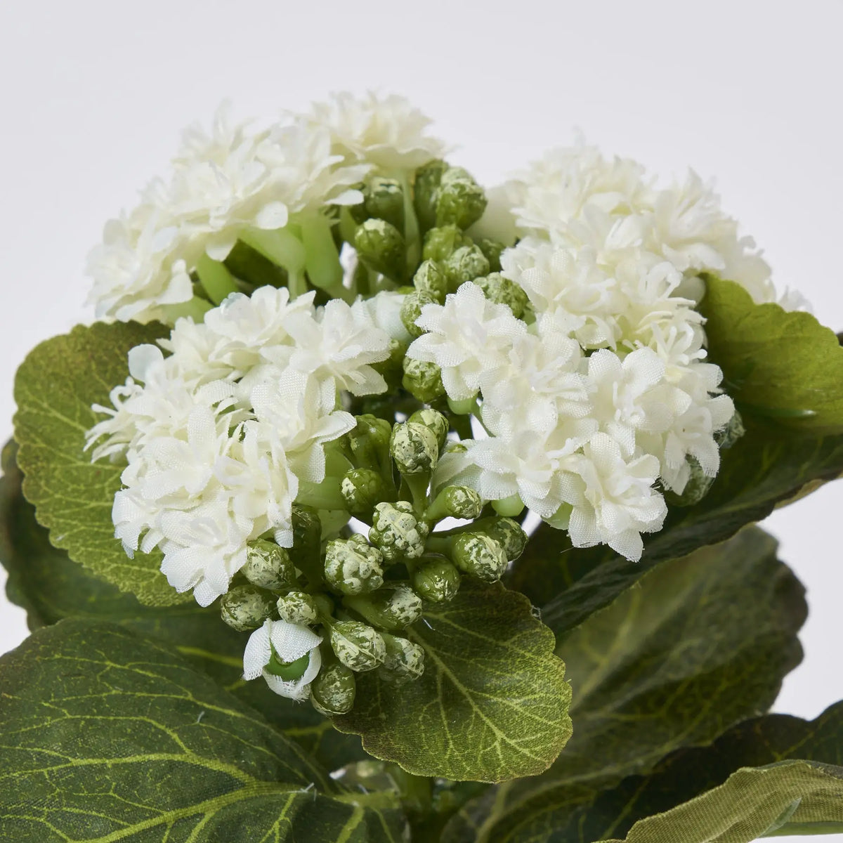 kalanchoe succulent with white flowers White Silk Kalanchoe Bush Plant Spray - 8