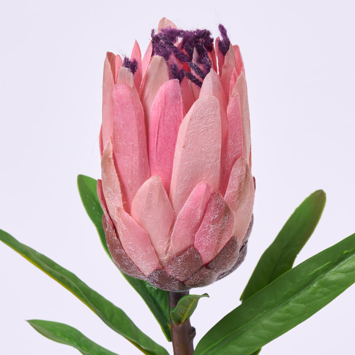 FLWSTM2763PinkParrotTulipBloom