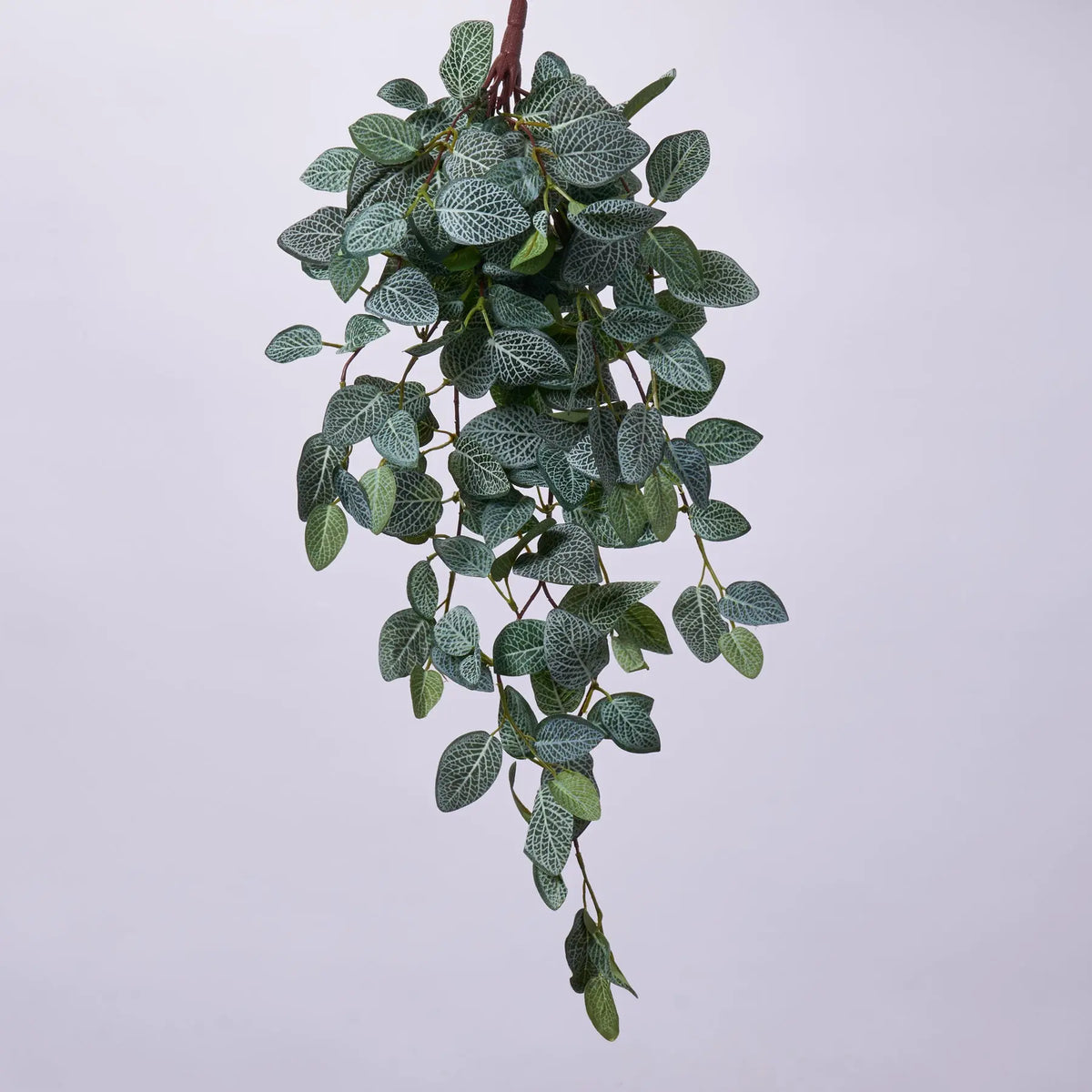 Tropical Hanging Fittonia Plant Vine Faux Everyday Greenery Bush Spray –  Darby Creek Trading