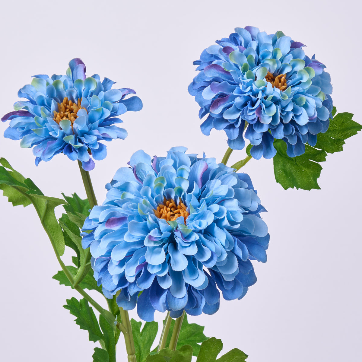 FLWSTM2993SkyBlueGardenZinniaB