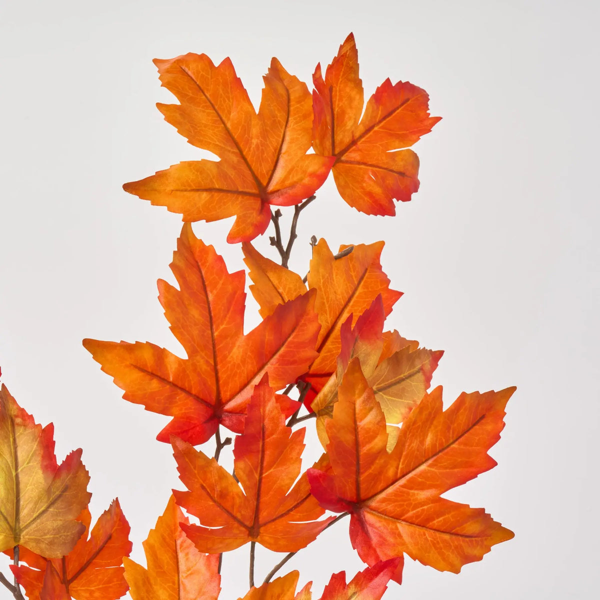 FLWSTM3022VibrantOrangeMapleLe
