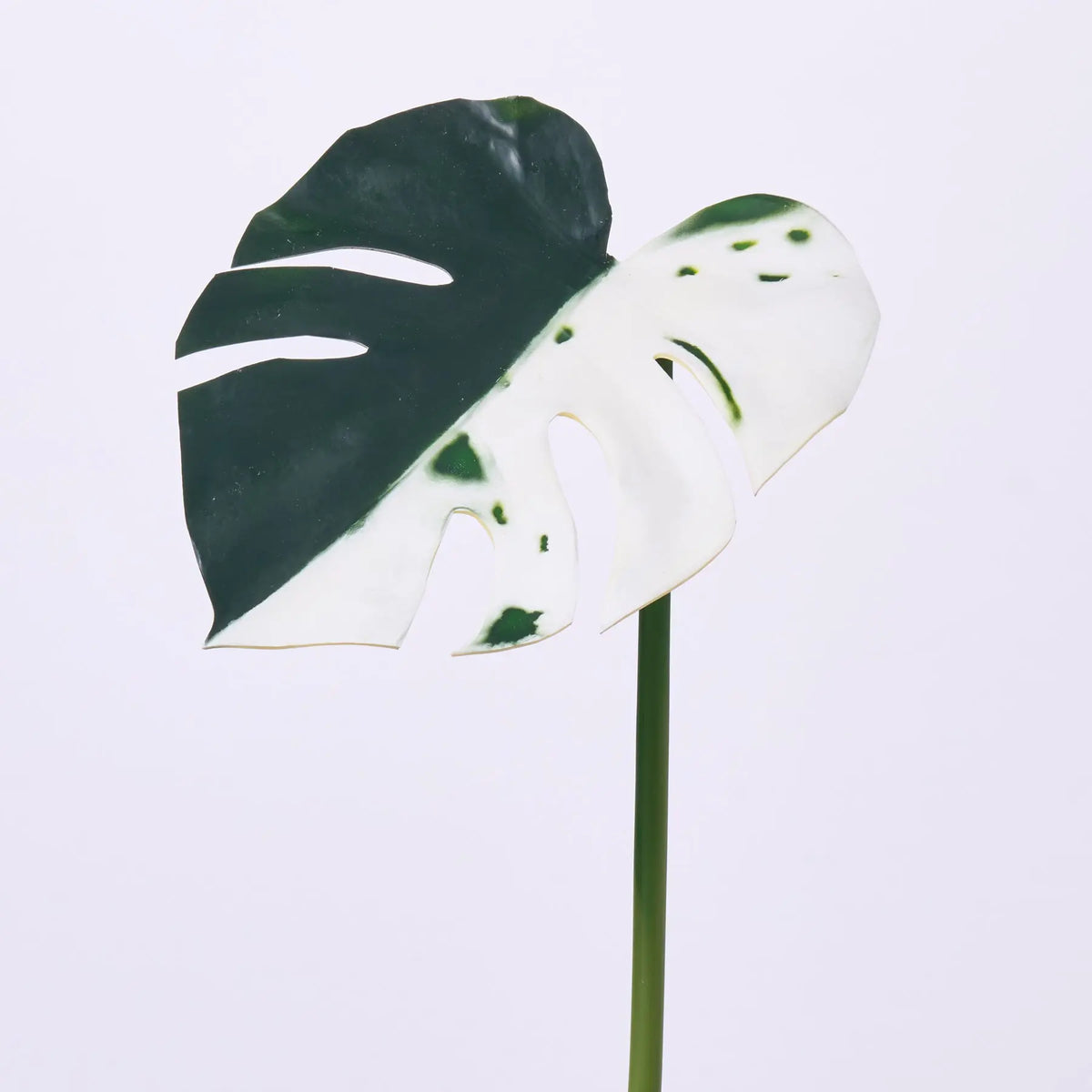 albo monstera seeds Variegated Green & White Monstera Deliciosa Albo Leaf Single Stem – Darby Creek Trading