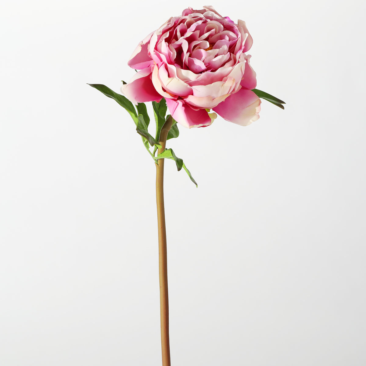 Deep Pink Dutch Peony - Individual floral stem - Carte Fini