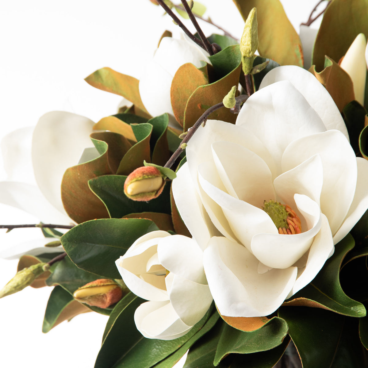 Rosa clara - Doreen - Borrowing Magnolia