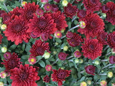 Bloom of the Week: Red Rose – Darby Creek Trading