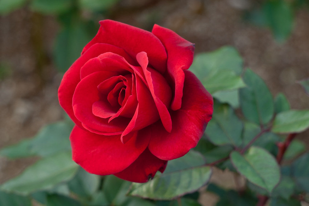 Bloom of the Week: Red Rose Darby Creek Trading