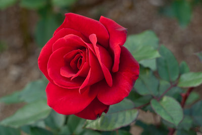 Bloom of the Week: Red Rose
