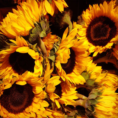 Bloom of the Week: Sunflower