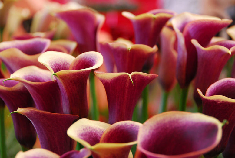 Bloom of the Week: Calla Lily