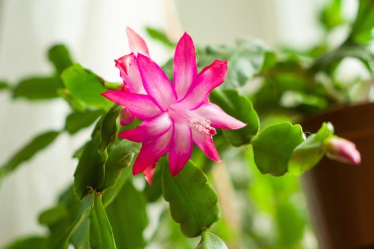 Are christmas cactus flowers poisonous 2024 to dogs