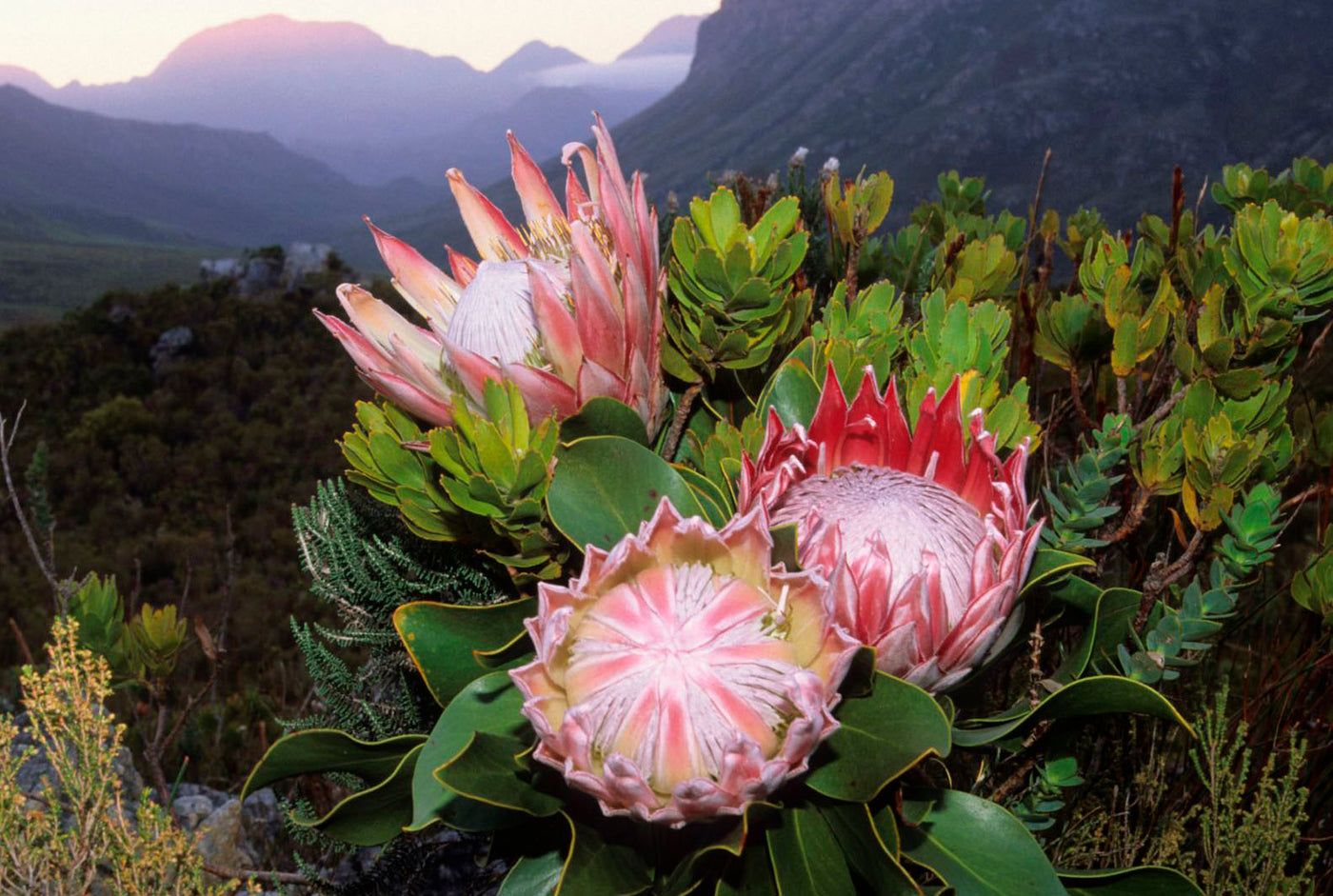 Bloom of the Week: King Protea