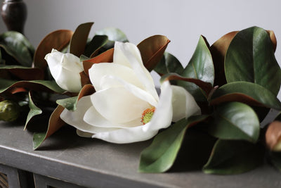 Bloom of the Week: Magnolias