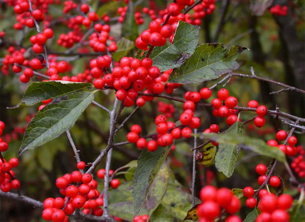 Bloom of the Week: Winterberry - Darby Creek Trading