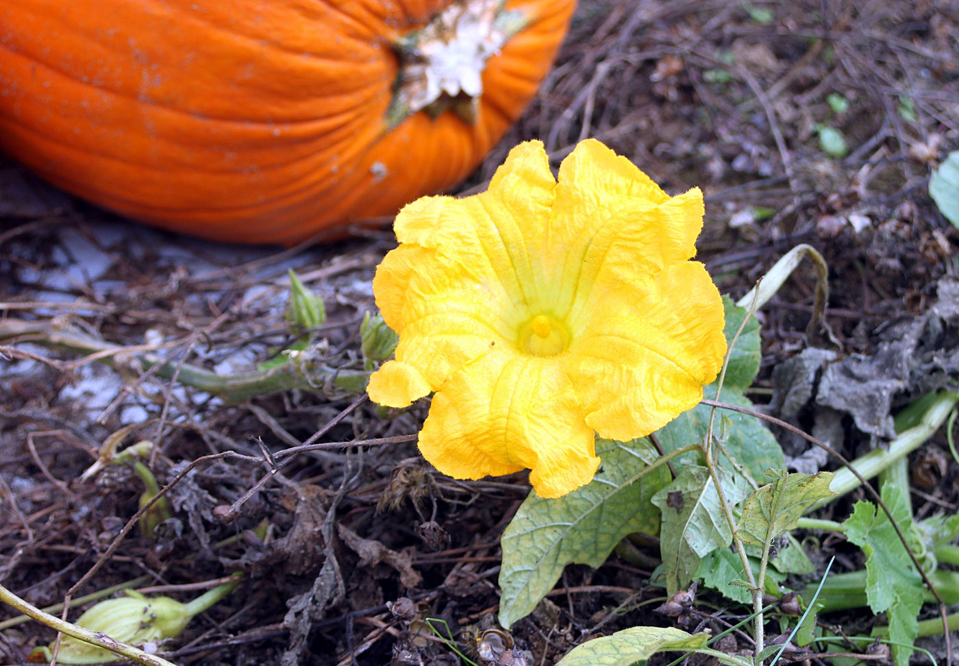 Bloom of the Week: Pumpkin Flower