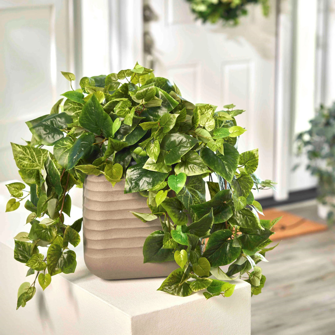 pothos ledge plant Bright Green Pothos Folioge Bush All Season Arrangement Everyday – Darby Creek Trading