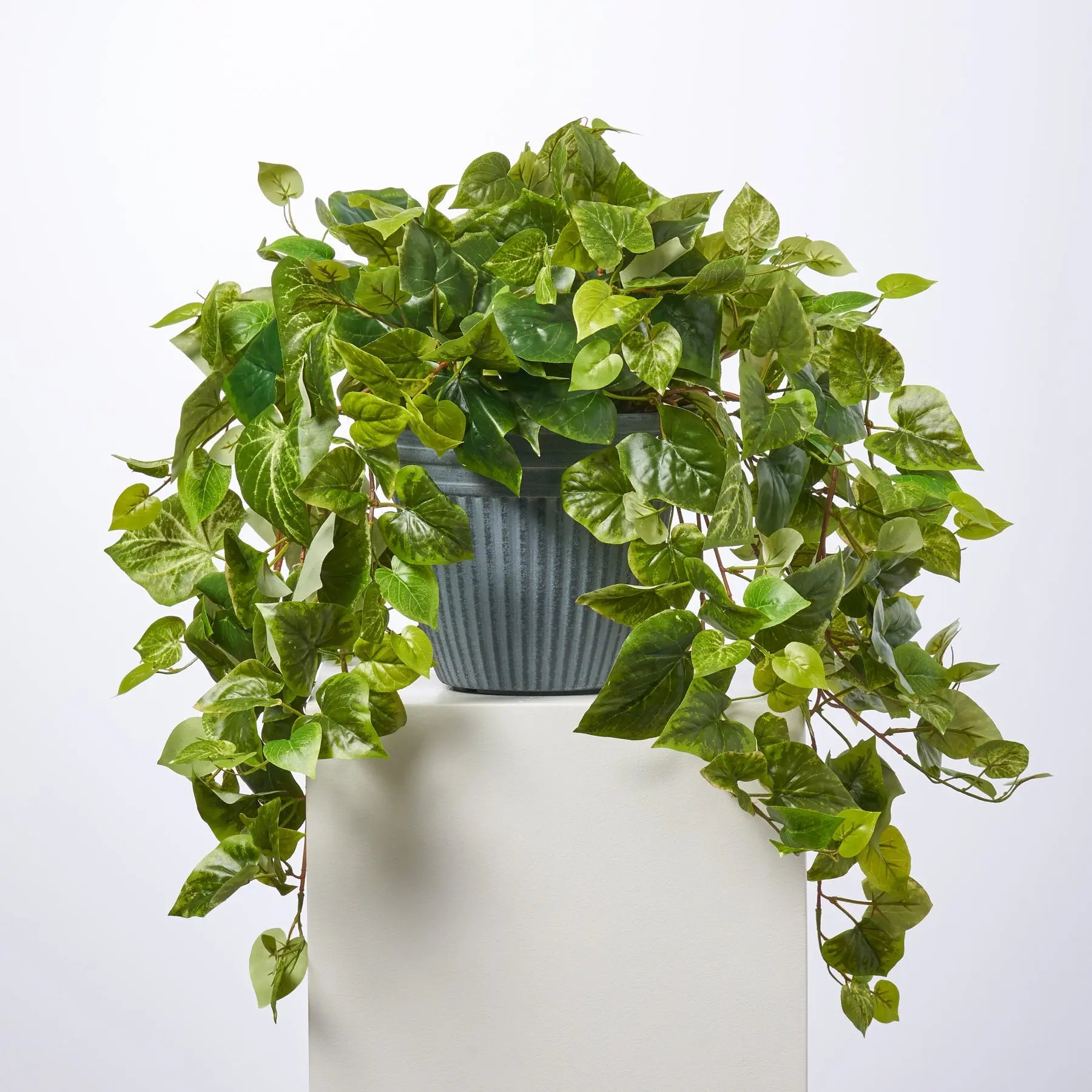 pothos bush Bright Green Pothos Folioge Bush All Season Arrangement Everyday – Darby Creek Trading