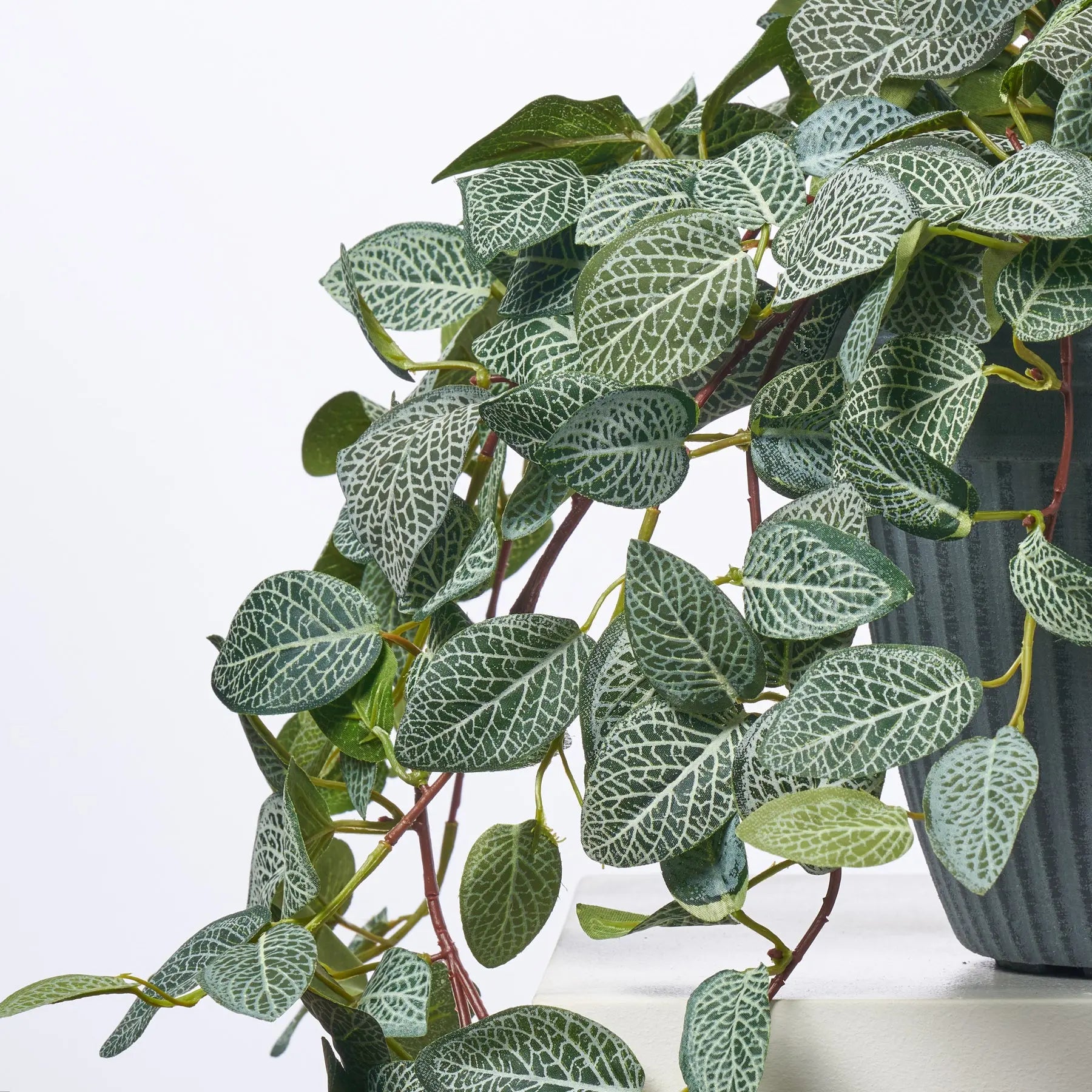 hanging planter filler Hanging Fittonia Bush All Season Arrangement Everyday Outdoor Urn – Darby Creek Trading