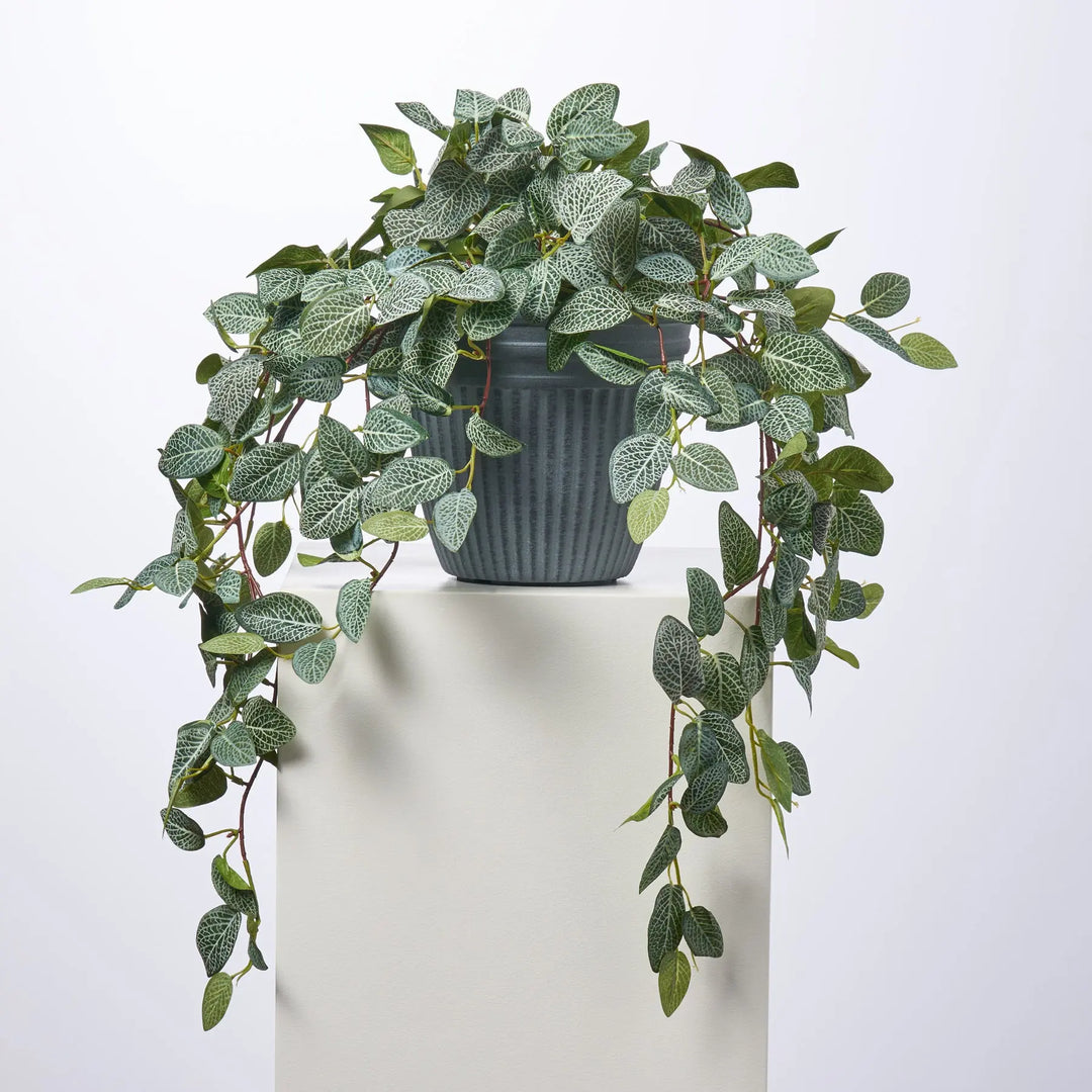 hanging fittonia plant Hanging Fittonia Bush All Season Arrangement Everyday Outdoor Urn – Darby  Creek Trading