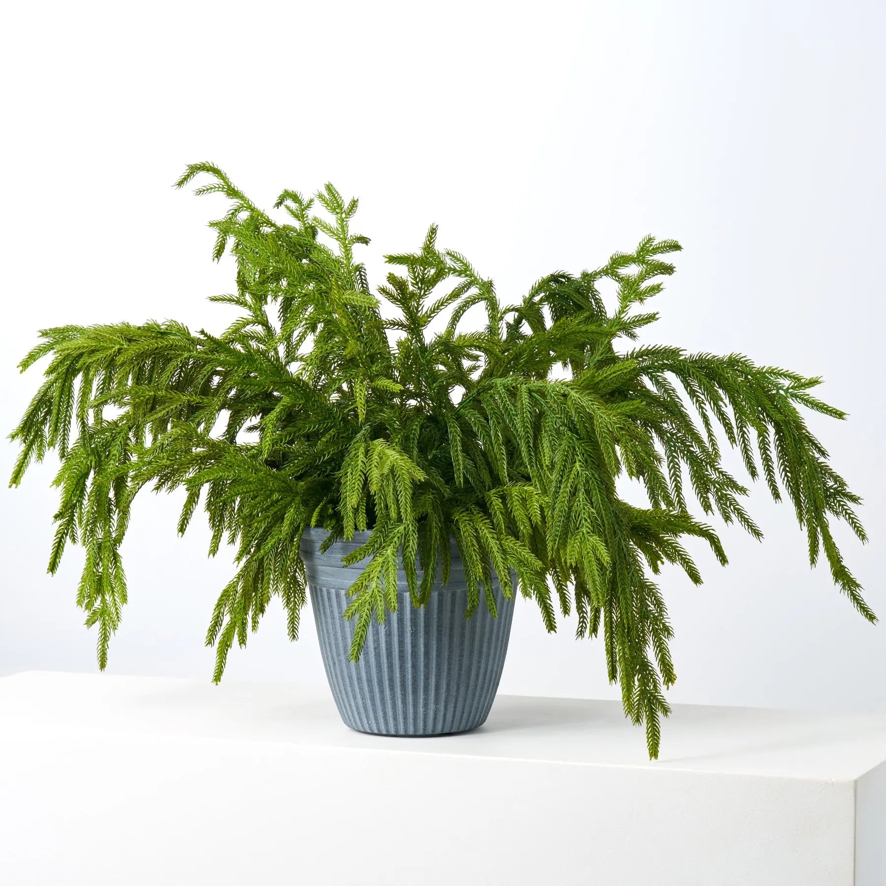 planter pot filler Small Norfolk Pine Outdoor Urn Filler