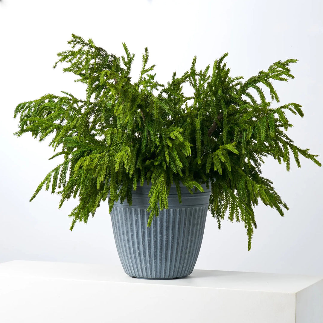 large plant pot filler Natural Norfolk Pine Outdoor Planter