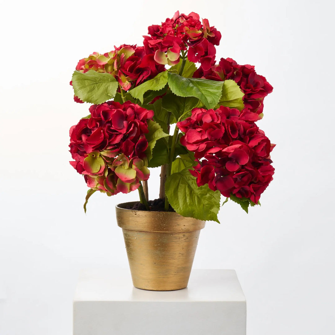Potted Red Silk Hydrangea Stems Flowering Multi-Bloom Plant in Brushed