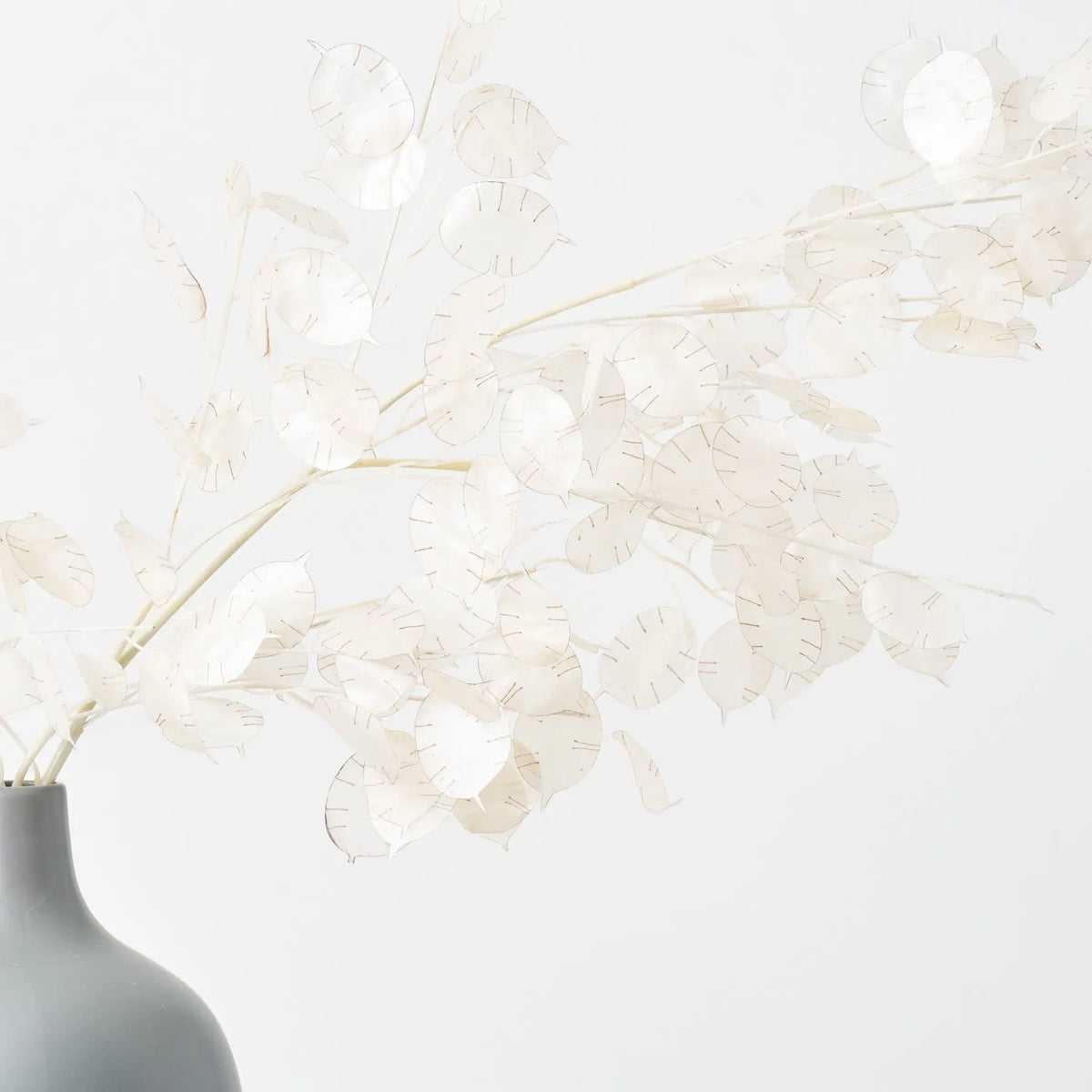 Dried Look Translucent Cream Lunaria Branches in Grey Matte Large Jug ...