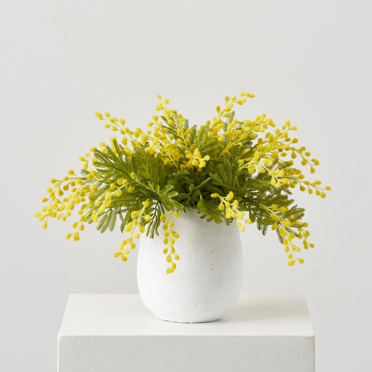 Lifelike Seeding Yellow Mimosa Foliage in Textured White Cement Pot Sp ...