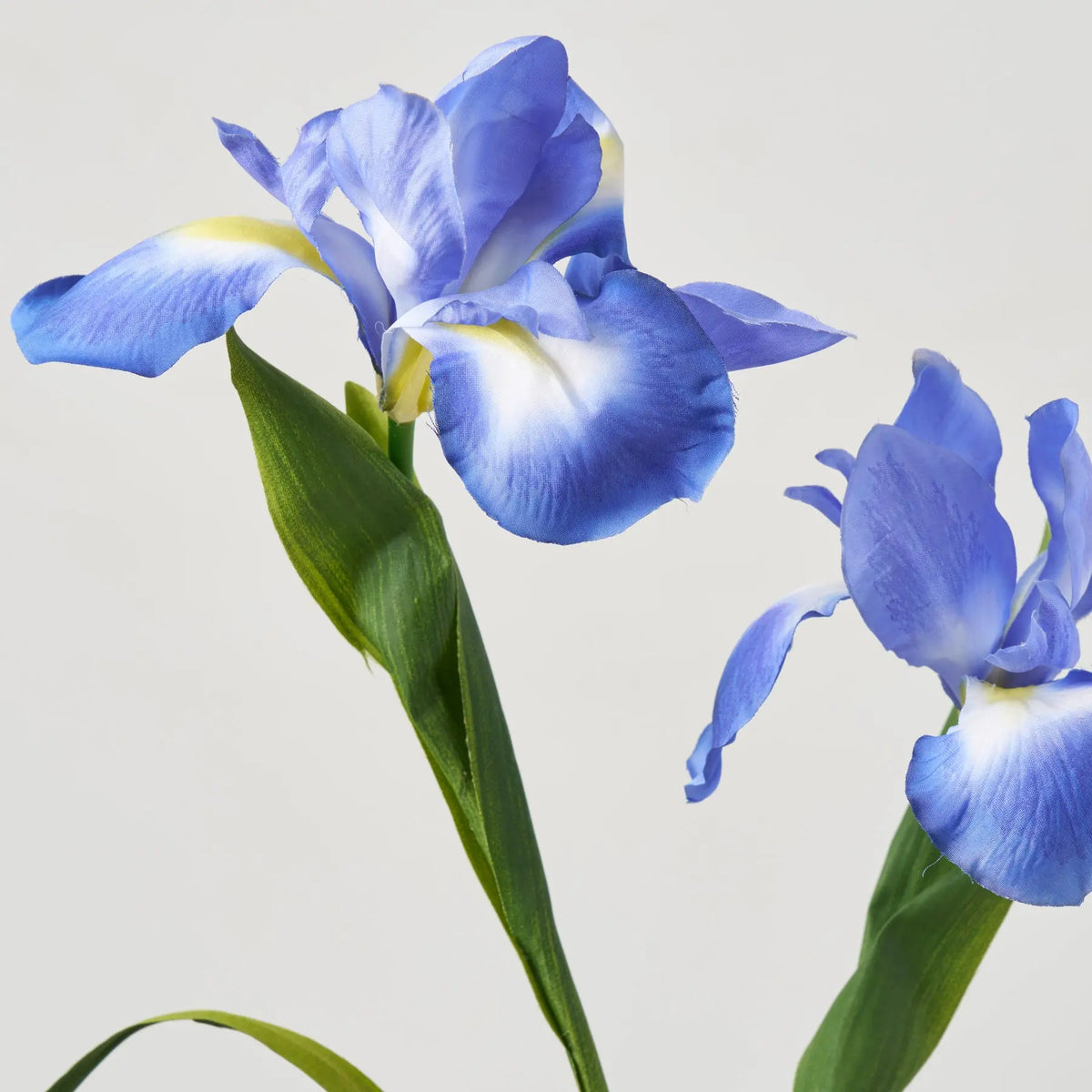 Lifelike Blue Iris Bloom Stems in Tall Gold Rim Bottle Vase Spring ...