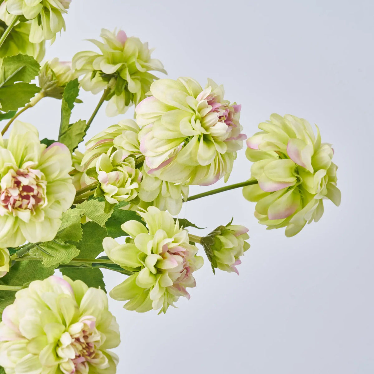Dahlia Burst - Green Pink Mini Dahlia Blooms in Layered Vase Everyday ...