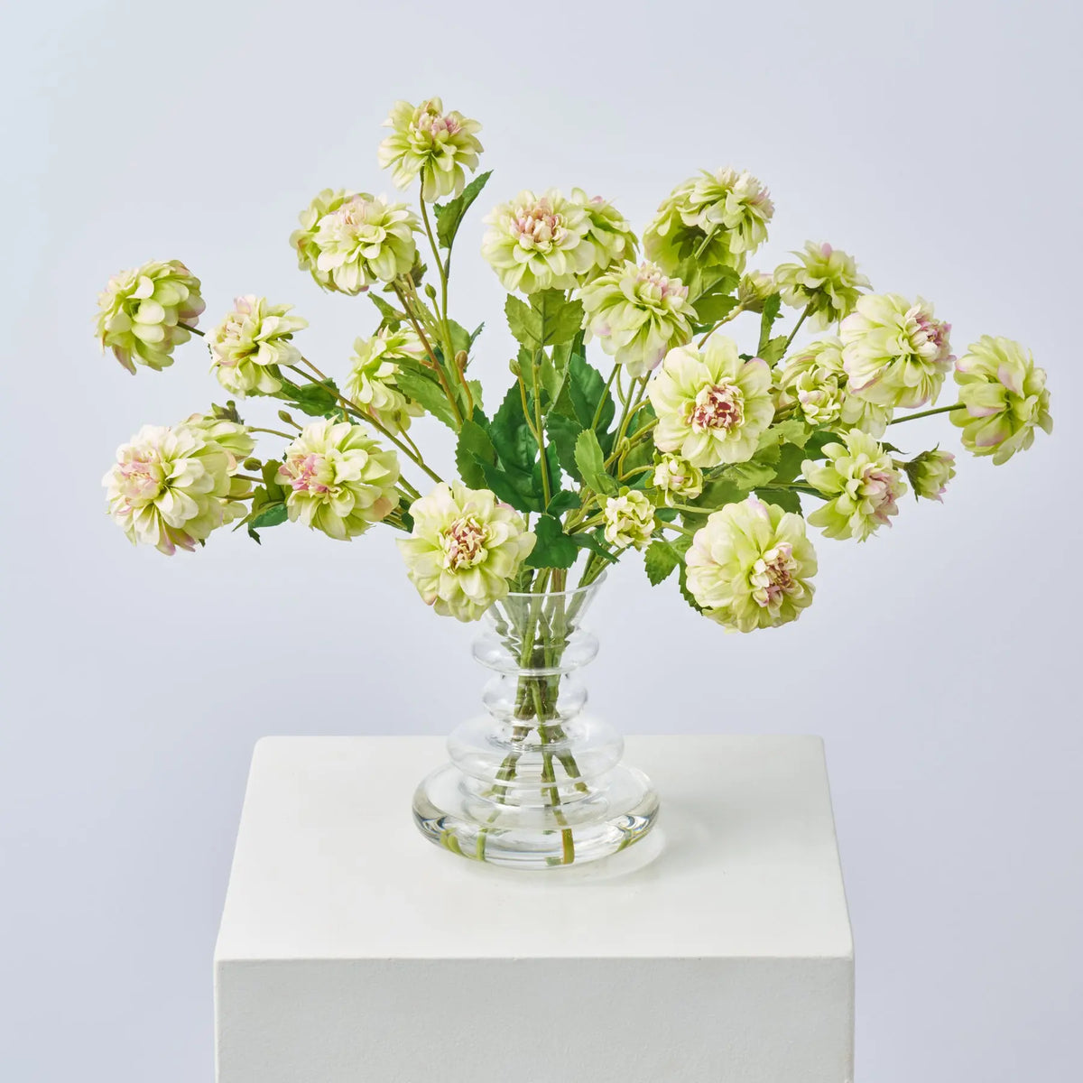 Dahlia Burst - Green Pink Mini Dahlia Blooms in Layered Vase Everyday ...
