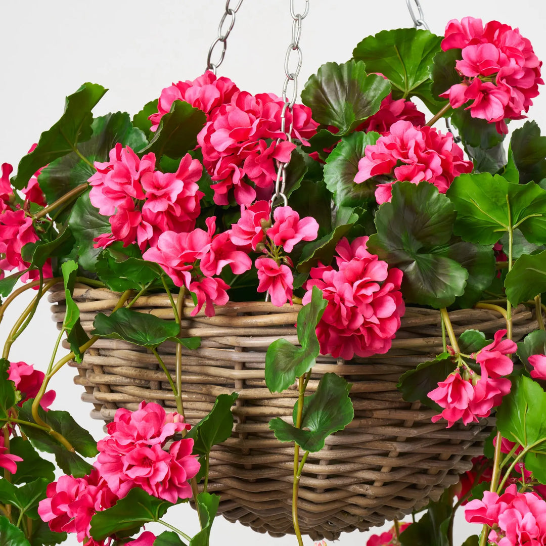 Blooming Pink Geranium Bush Spring Summer Hanging Basket