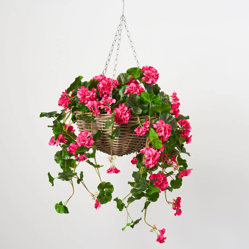 Blooming Pink Geranium Bush Spring Summer Hanging Basket