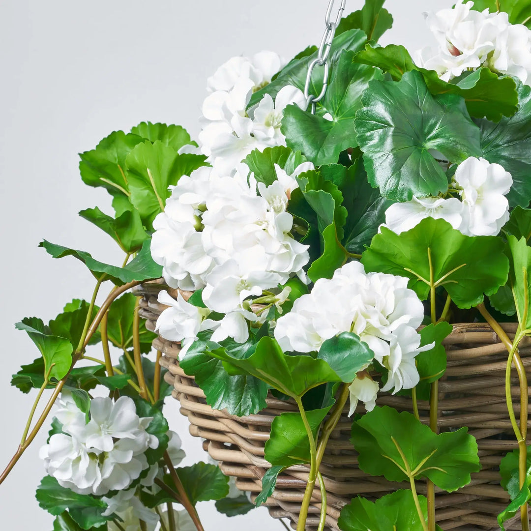 geranium hanging plant Blooming White Geranium Bush Everyday Spring Summer Hanging Basket