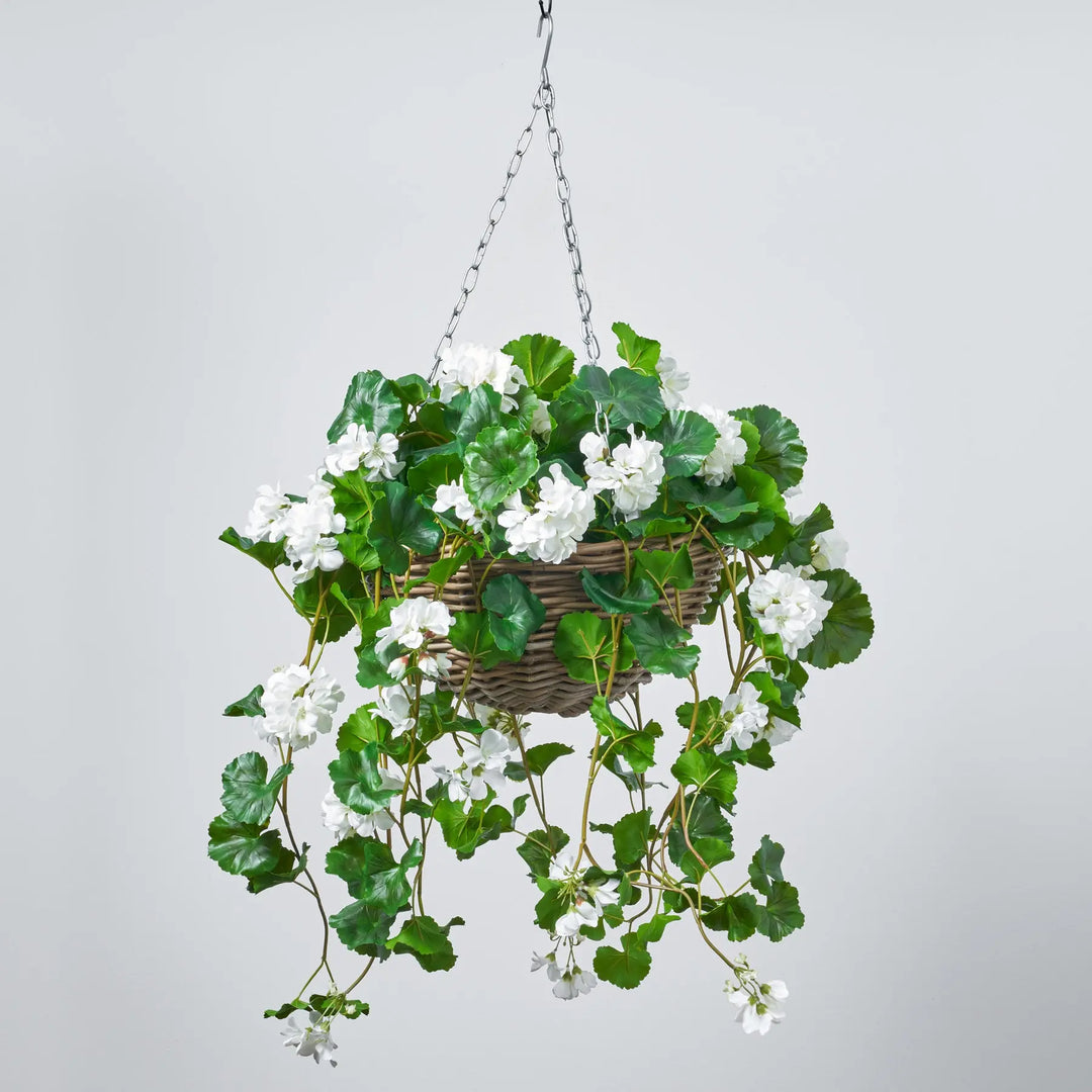 white flowering hanging plants Blooming White Geranium Bush Everyday Spring Summer Hanging Basket