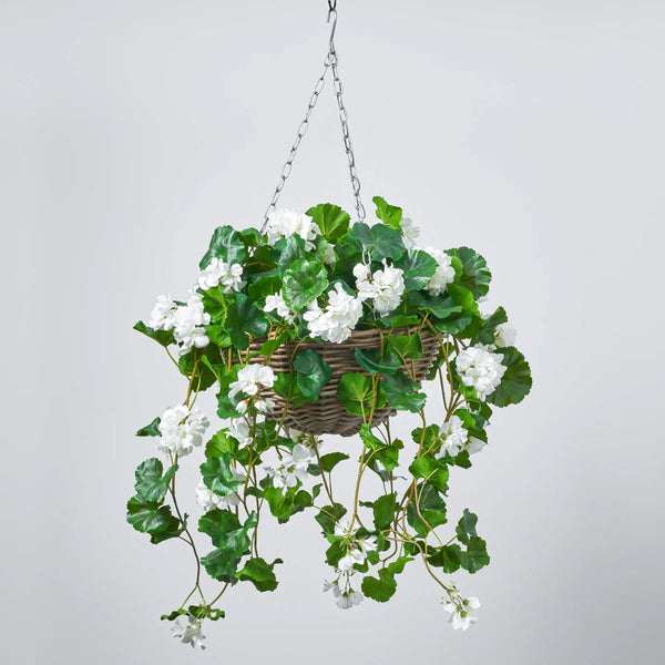 white flower hanging plant Blooming White Geranium Bush Everyday Spring Summer Hanging Basket