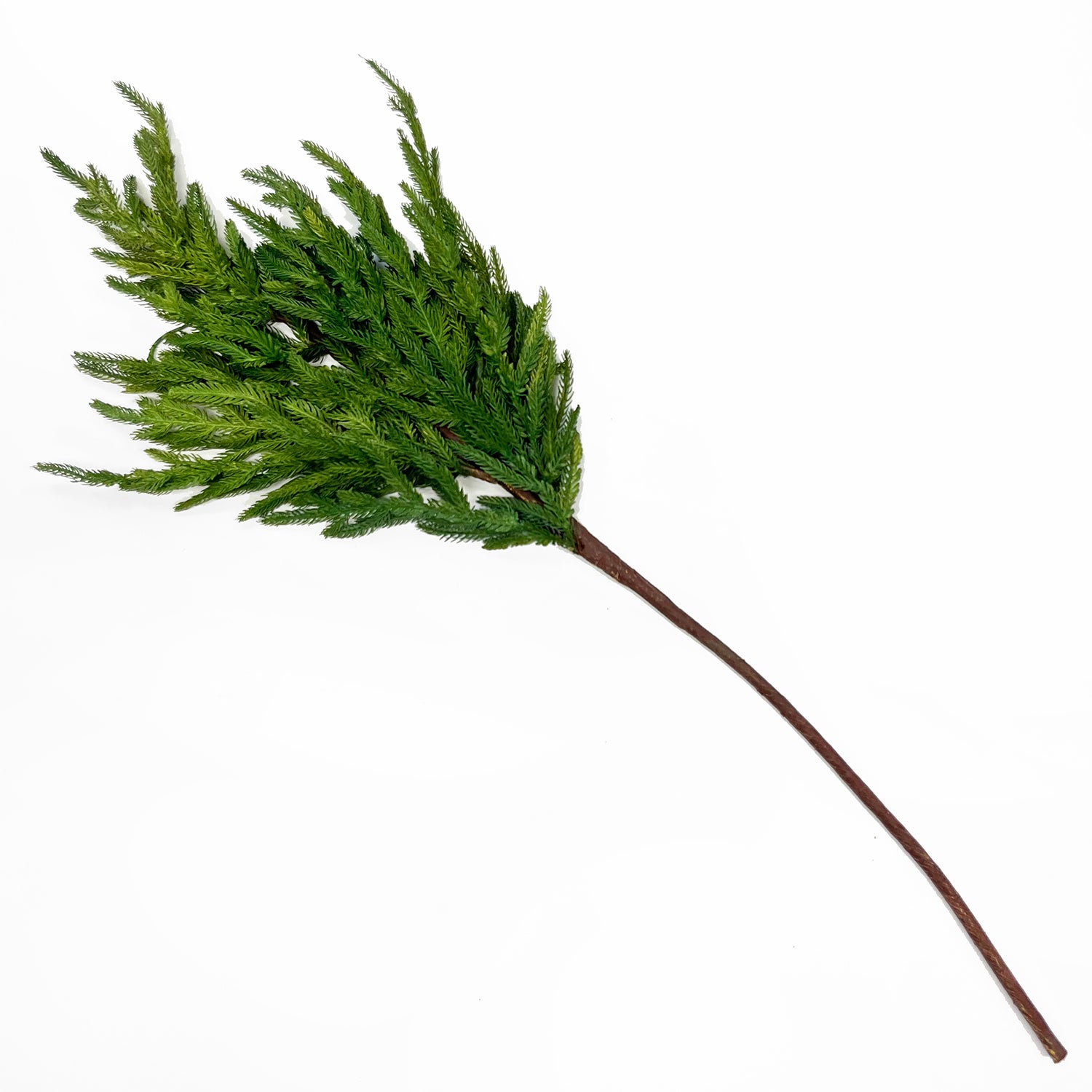37 Realistic Dried Norfolk Pine Branch Stem/Spray