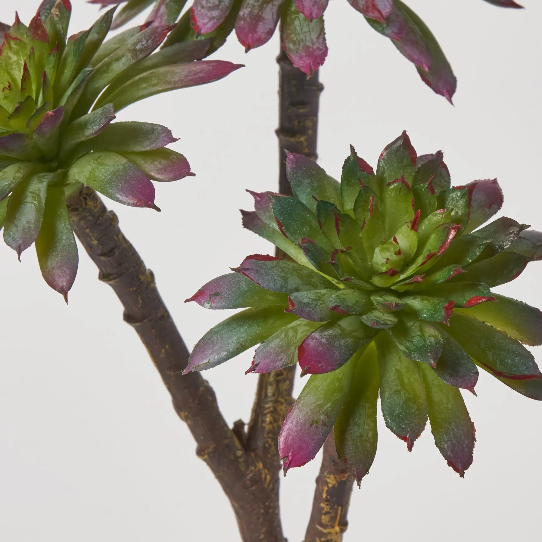 succulent daisy plant Sage Green & Pink Tip Daisy Succulent Plant Pick Spray - 10"