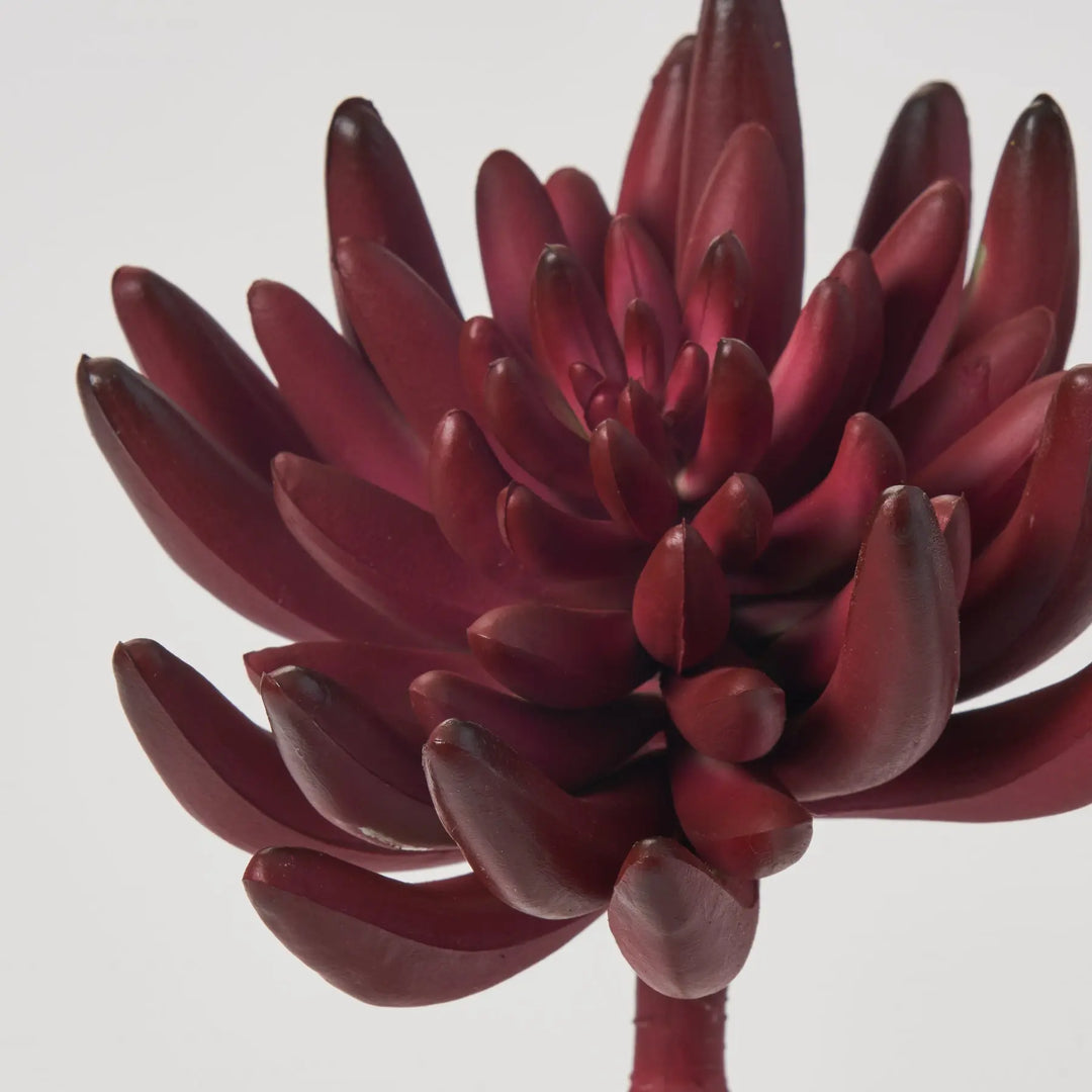 maroon succulent plants Maroon Red Aeonium Pick Soft PE Succulent Plant Spray - 6"