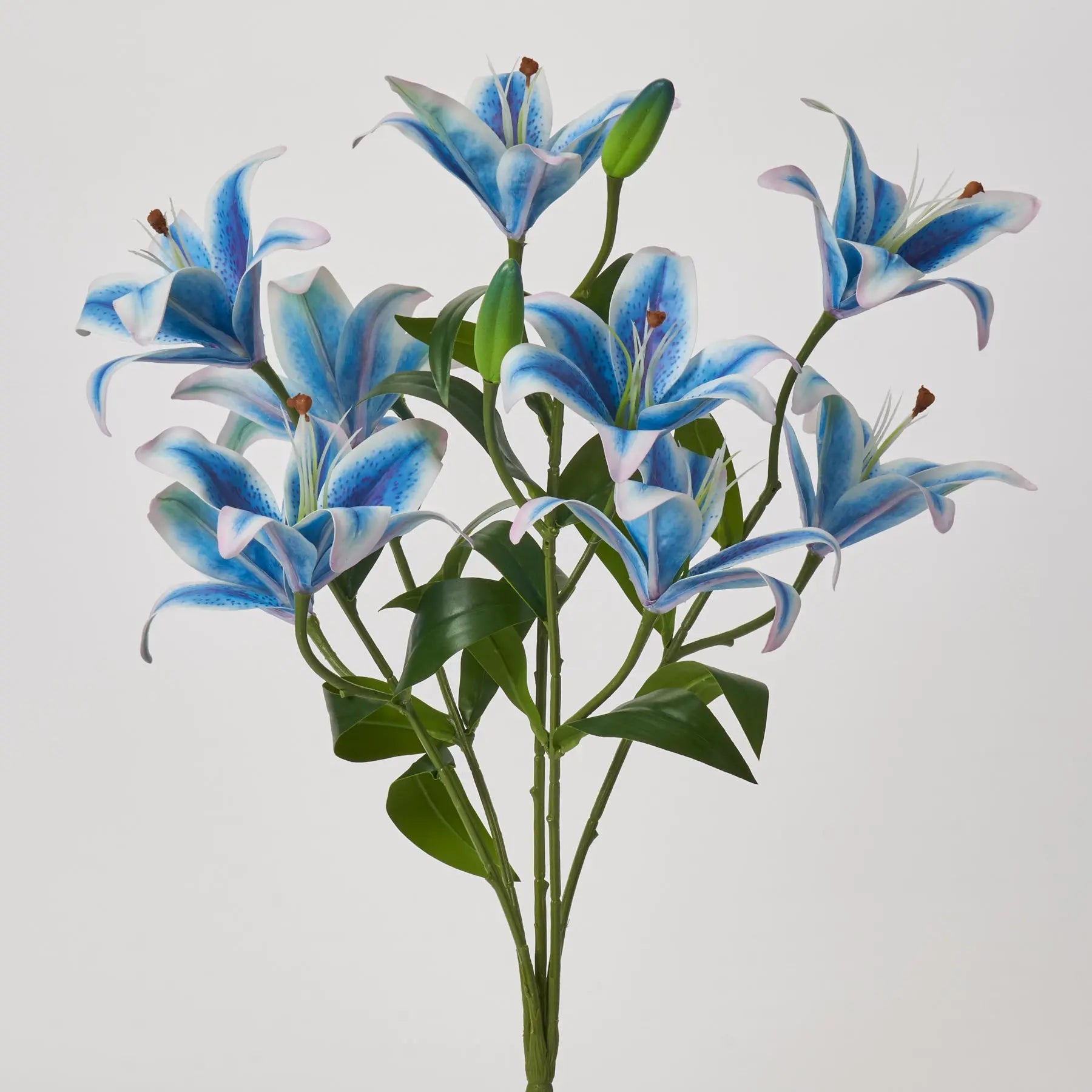 teal tiger lily David Christopher's