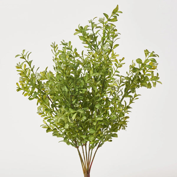 BUSH DE BRUNT CHECKMATE L オリーブ Green Mountain Boxwood – Lichtenfelt's