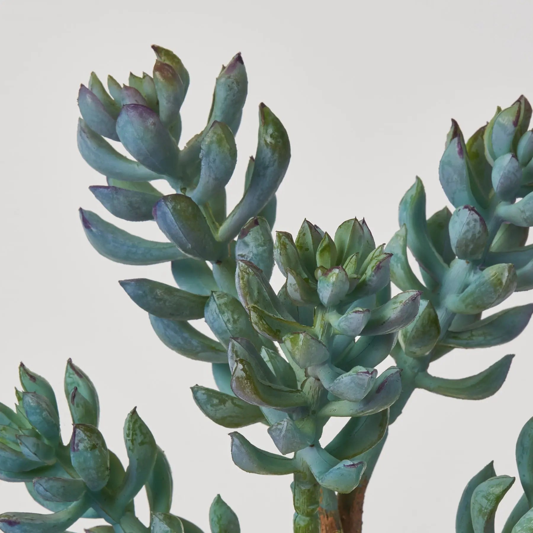 blue finger succulent plant Blue Finger Jade Pick Faux Soft PE Succulent Plant Spray - 12"