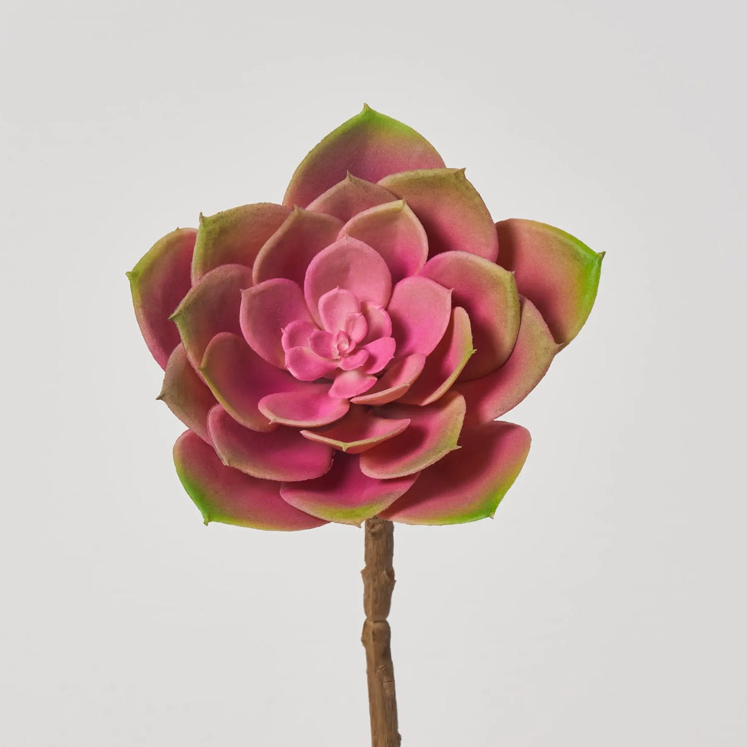 succulent with pink stem Pink Lemonade Echeveria Pick Soft PE Succulent Spray - 5"