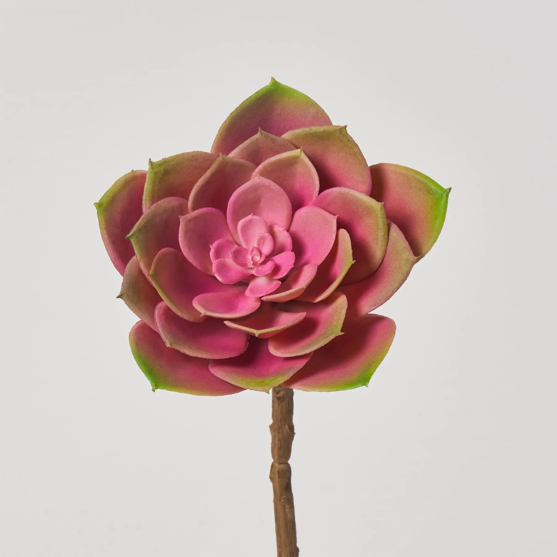 succulent spritzer Pink Lemonade Echeveria Pick Soft PE Succulent Spray - 5"