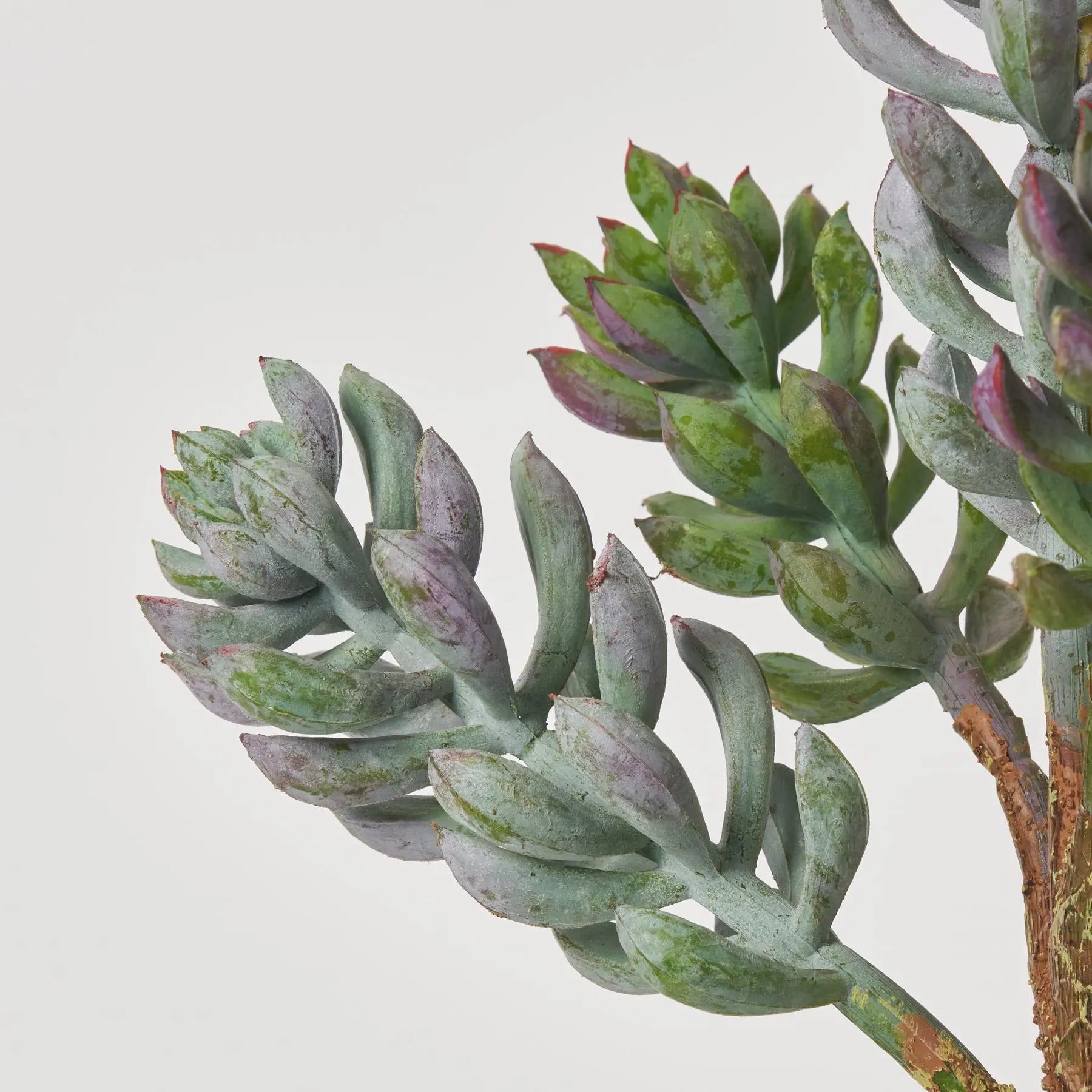 jade plant stem soft Dusty Sage Green Finger Jade Pick Soft PE Succulent Plant Spray 12" – Darby Creek Trading
