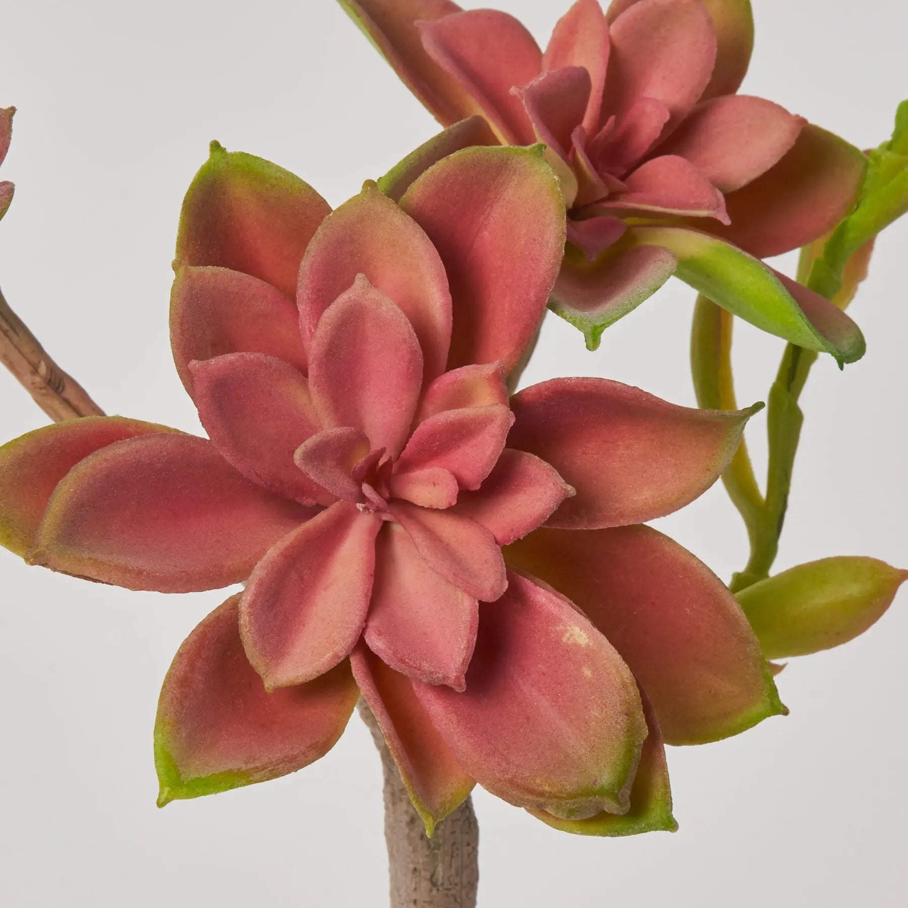 spray for succulent plants Mauve Pink & Green Sprouting Echeveria Pick Soft PE Succulent Plant – Darby Creek Trading