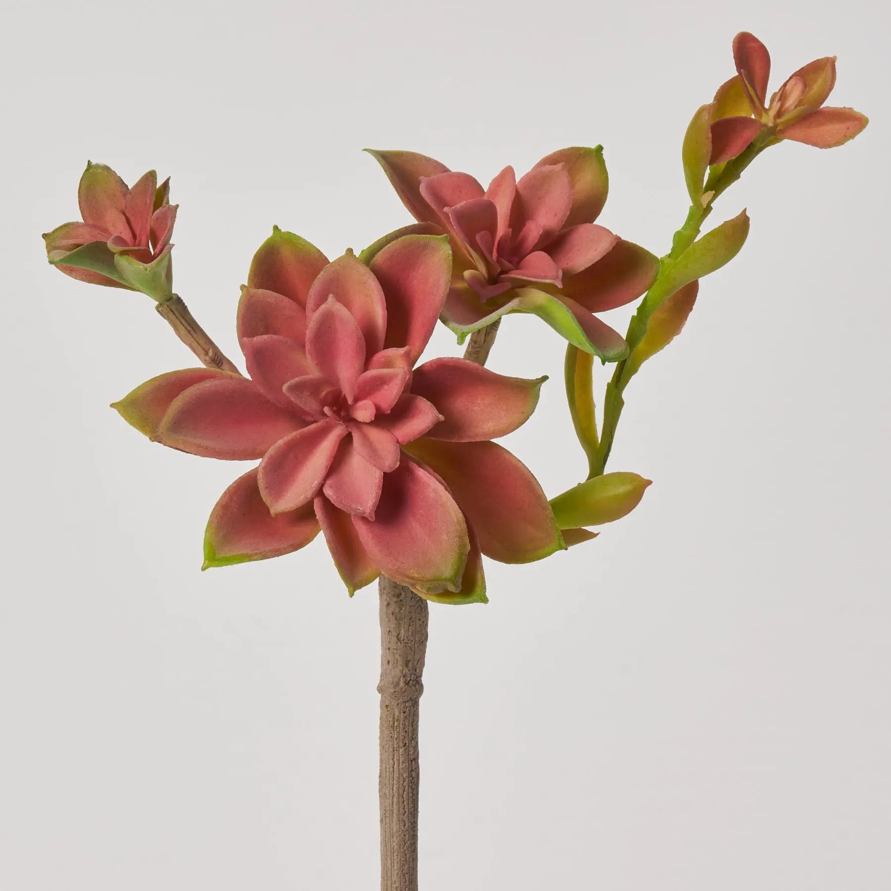 succulent with pink stem Mauve Pink & Green Sprouting Echeveria Pick Soft PE Succulent Plant Spray